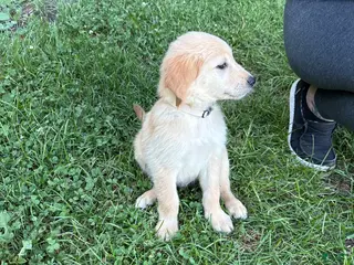 Golden Retriever dogs White - Ad 6
