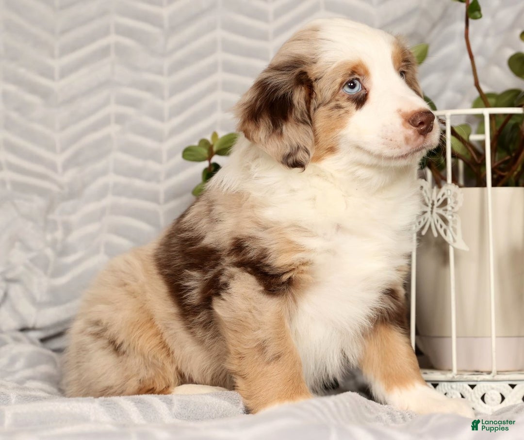 Miniature Australian Shepherd dogs for sale: Jake - Ad 2