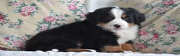 Bernese Mountain Dog dogs for sale: Bernard  - Ad 3