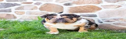 English Bulldog dogs for sale: Valen  - Ad 7