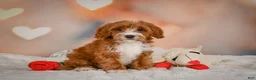 Cavapoo dogs for sale: Carter - Ad 5