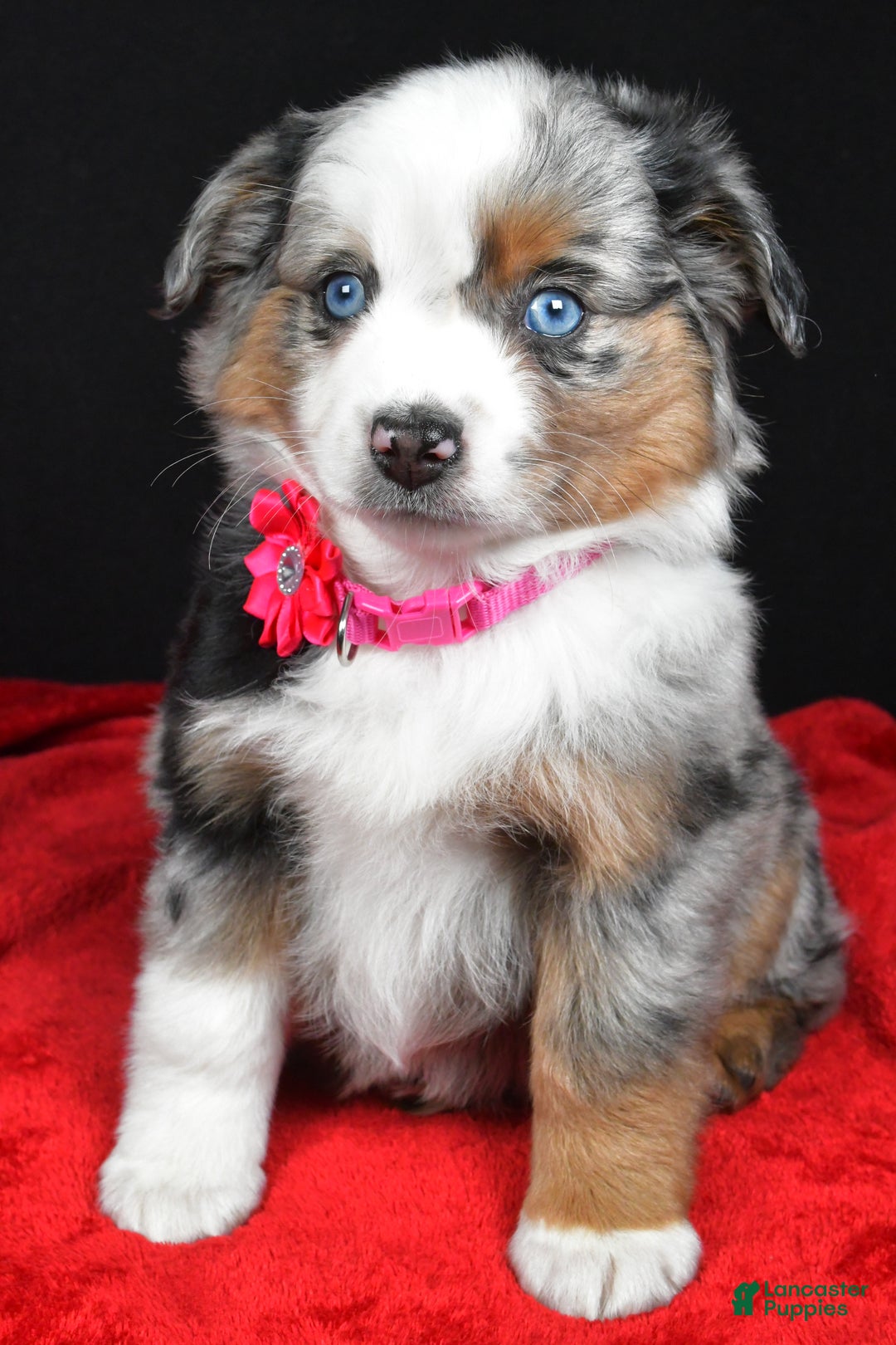 Miniature Australian Shepherd dogs for sale: Remi - Ad 7