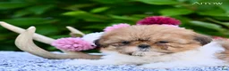 Shih Tzu dogs for sale: Arrow - Ad 6