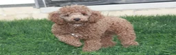 Mini Goldendoodle dogs for sale: Max - Ad 7