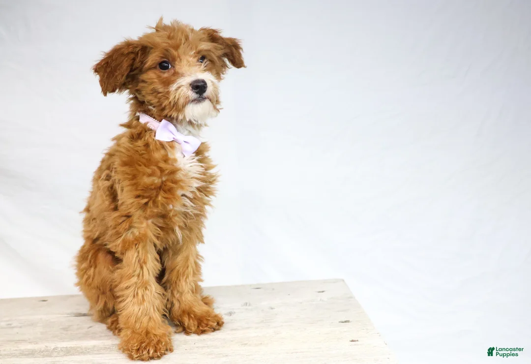 Goldendoodle dogs for sale: HALEY - Ad 1