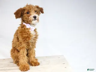 Goldendoodle dogs HALEY - Ad 24