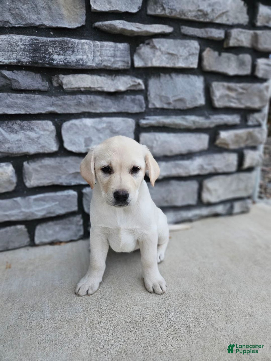 Labrador Retriever dogs for sale: Snow white  - Ad 2
