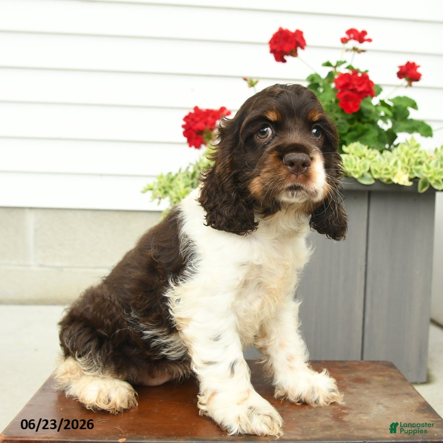 English Cocker Spaniel dogs Jill - Ad 2