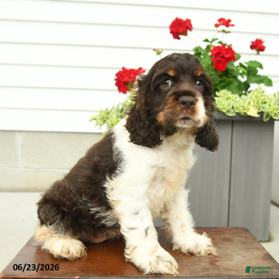 English Cocker Spaniel dogs for sale: Jill - Ad 2