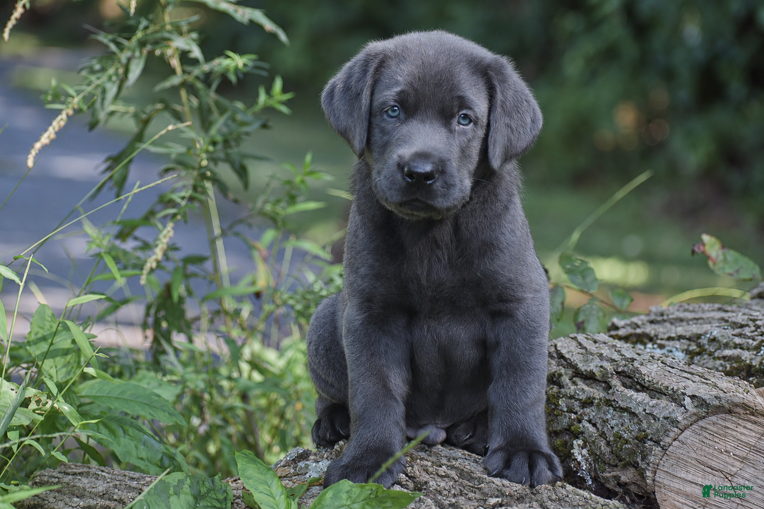 Labrador Retriever dogs King - Ad 2