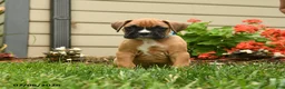 Boxer dogs for sale: Sal T - Ad 1