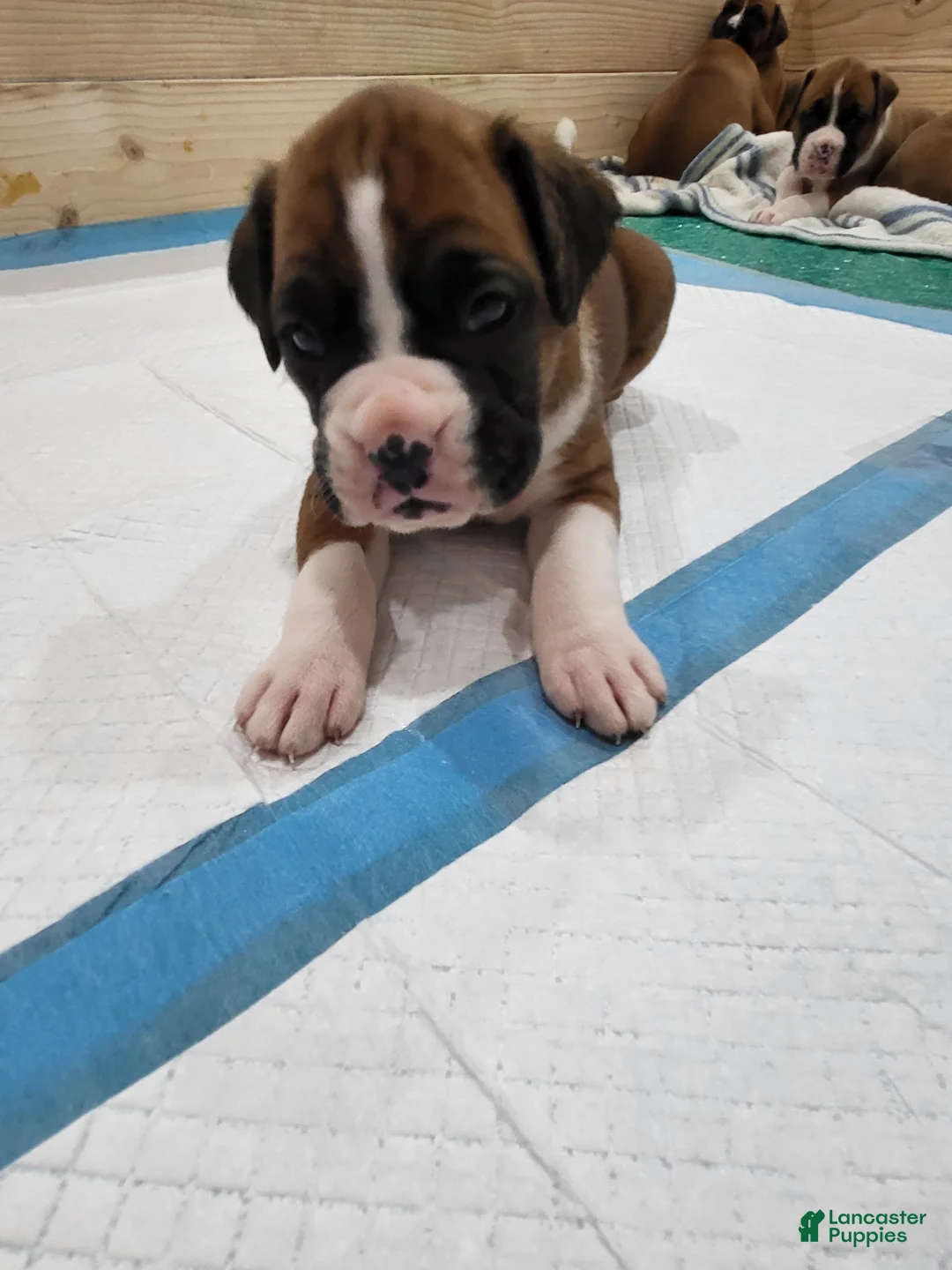 Boxer dogs for sale: DAYELA - Ad 2