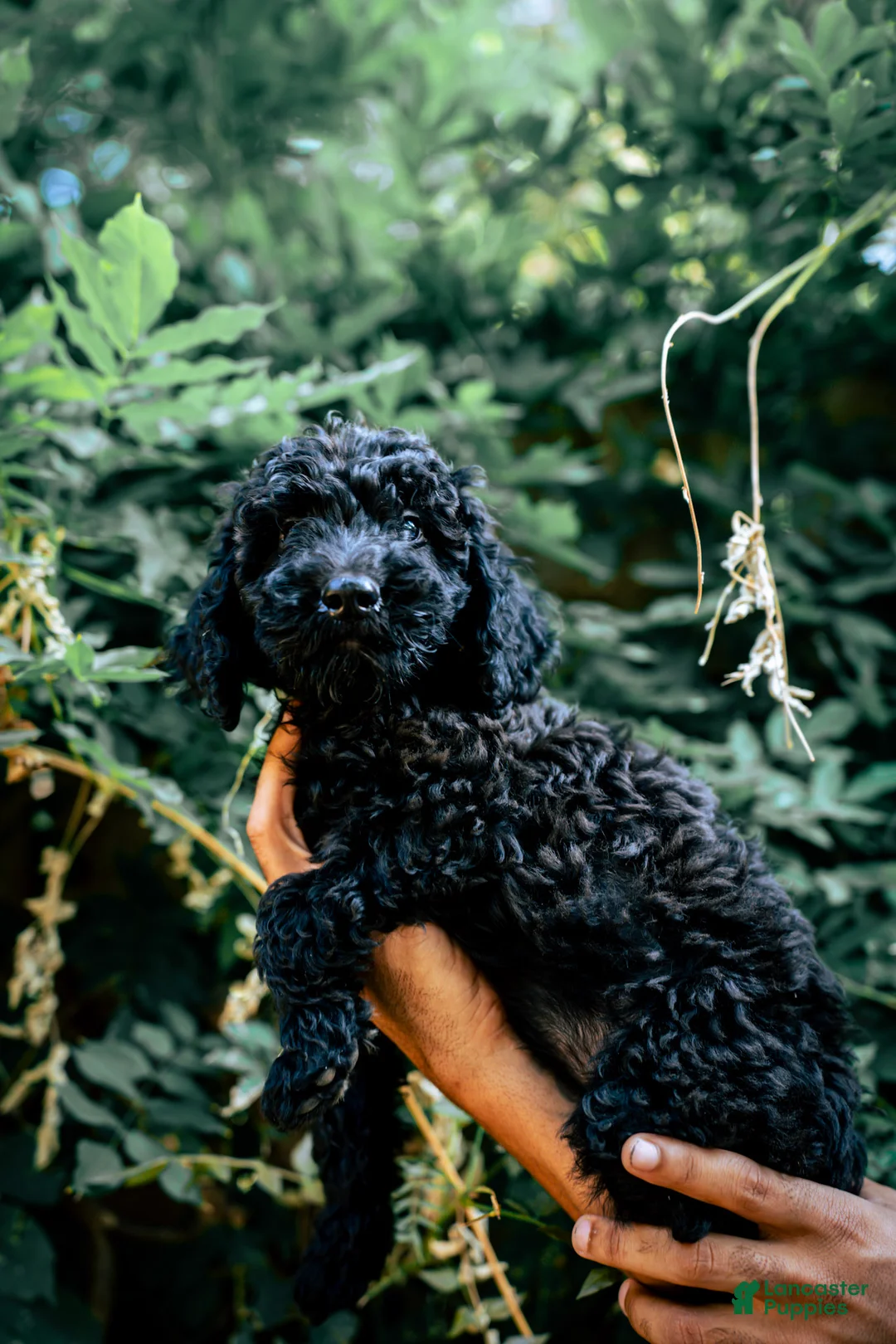 Goldendoodle dogs for sale: Nova - Ad 1