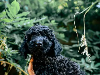 Goldendoodle dogs Nova - Ad 4