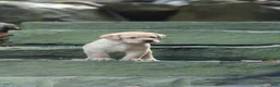 Labrador Retriever dogs for sale: Finn - Ad 4