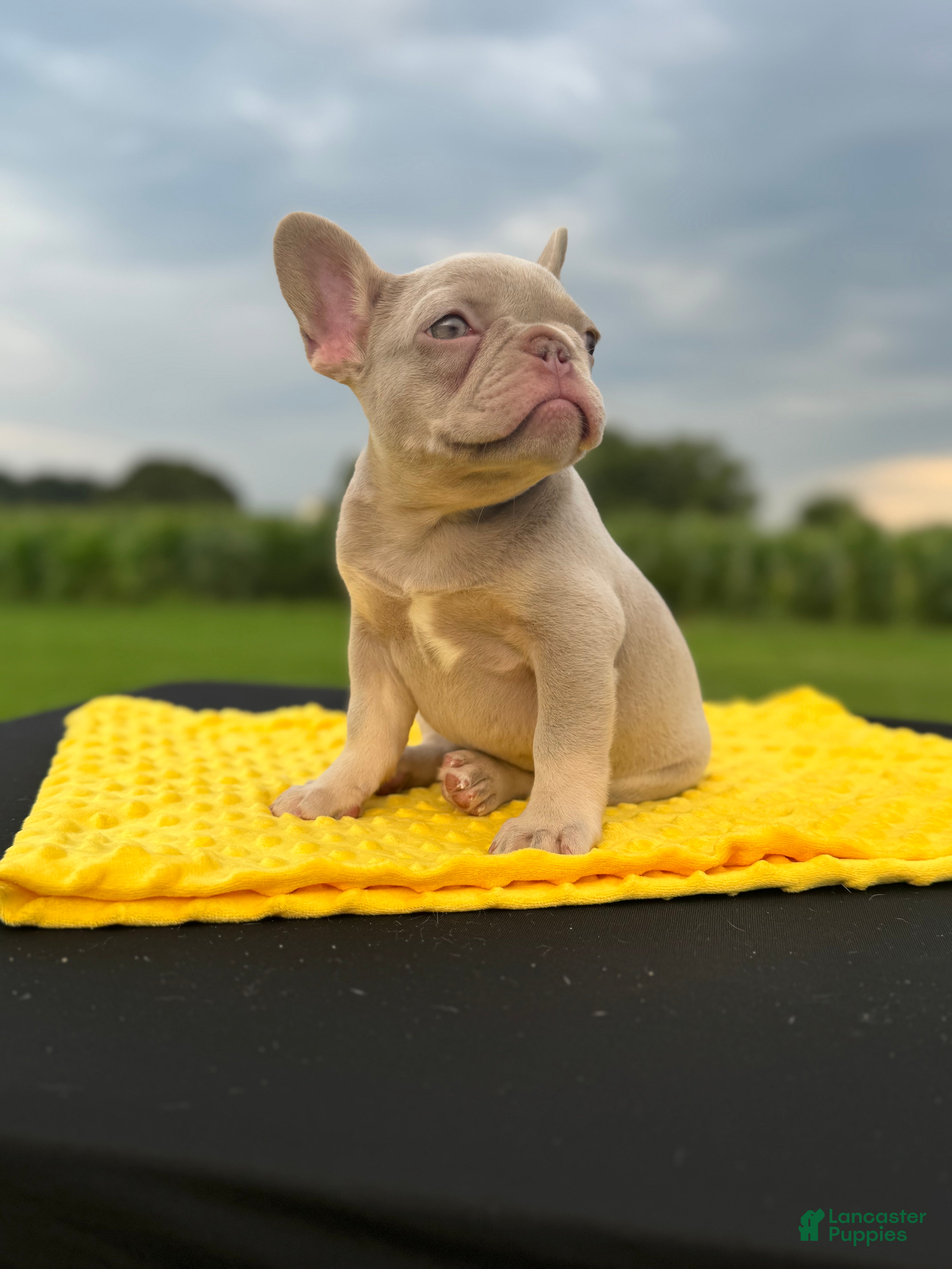 French Bulldog dogs Cami  - Ad 2