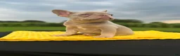 French Bulldog dogs for sale: Cami  - Ad 2