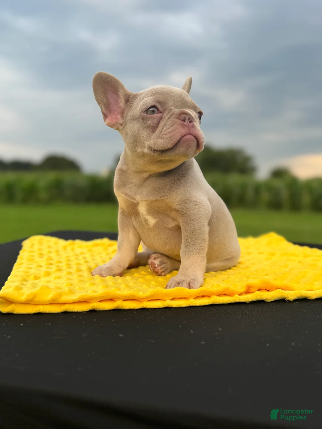 French Bulldog dogs for sale: Cami  - Ad 2