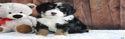 Mini Bernedoodle dogs for sale: Jingle - Ad 4