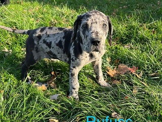 Great Dane dogs Rufuss - Ad 9