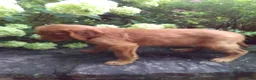 Mixed Breed dogs for sale: Victor - Ad 3