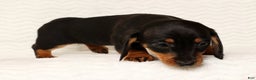 Miniature Dachshund dogs for sale: Nova - Ad 7