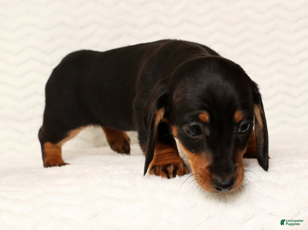 Miniature Dachshund dogs for sale: Nova - Ad 7