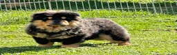 Chow Chow dogs for sale: Teddy  - Ad 10