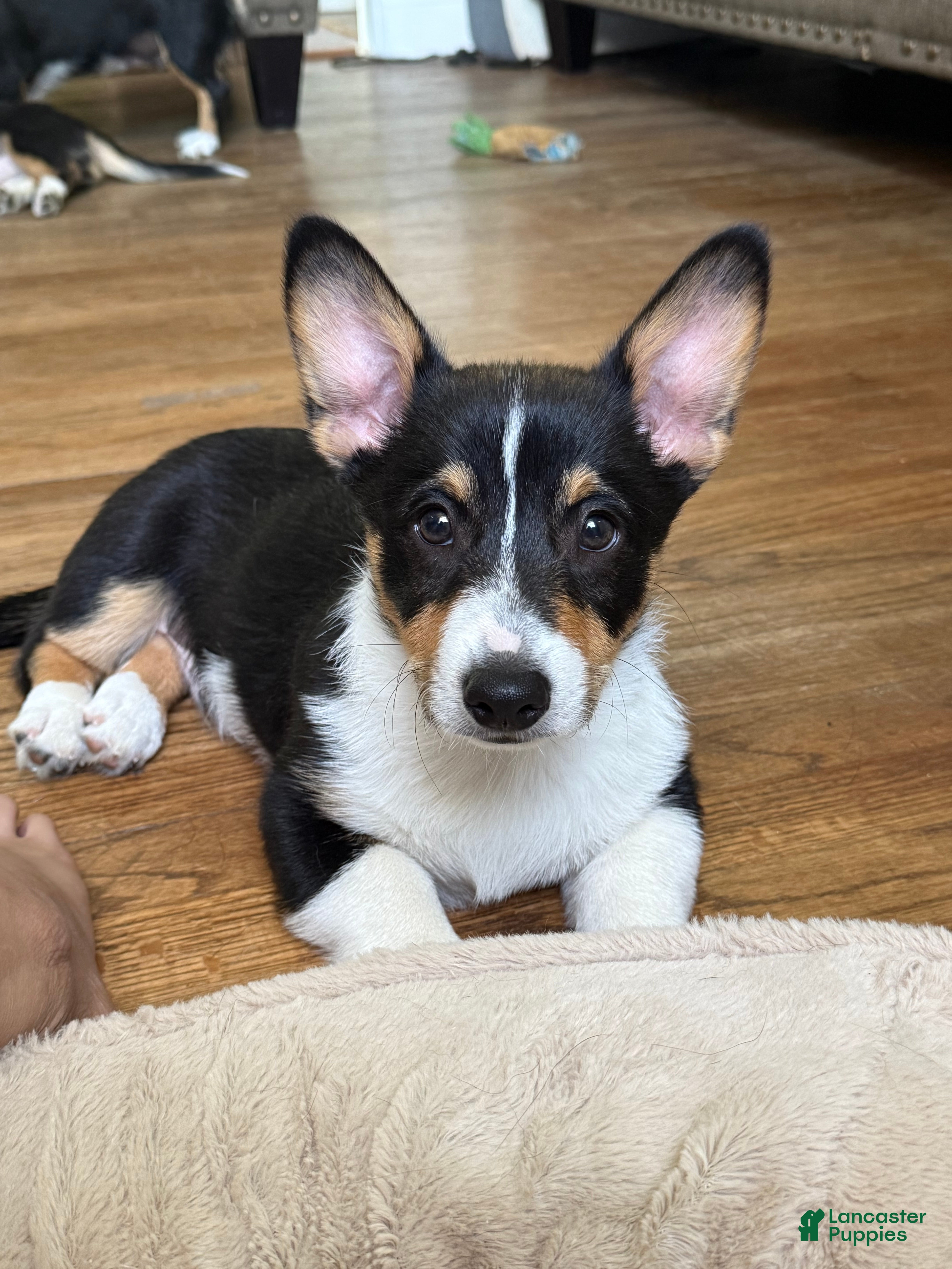 Welsh Corgi Pembroke dogs Kujo - Ad 4