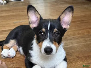 Welsh Corgi Pembroke dogs Kujo - Ad 4