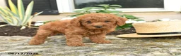 Mini Goldendoodle dogs for sale: Leo - Ad 4