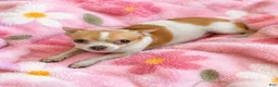 Chihuahua dogs for sale: Debras blk tan boy. Hand Delivery  - Ad 7