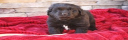 Newfoundland dogs for sale: Indi - Ad 2