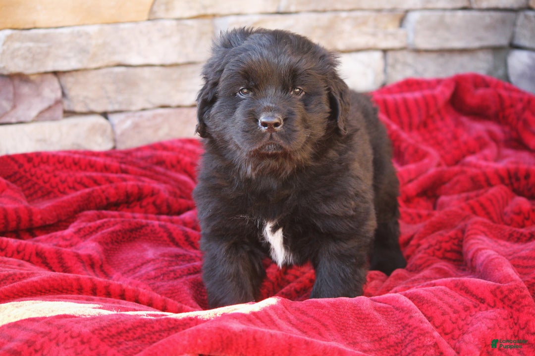 Newfoundland dogs for sale: Indi - Ad 2