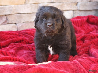 Newfoundland dogs Indi - Ad 13