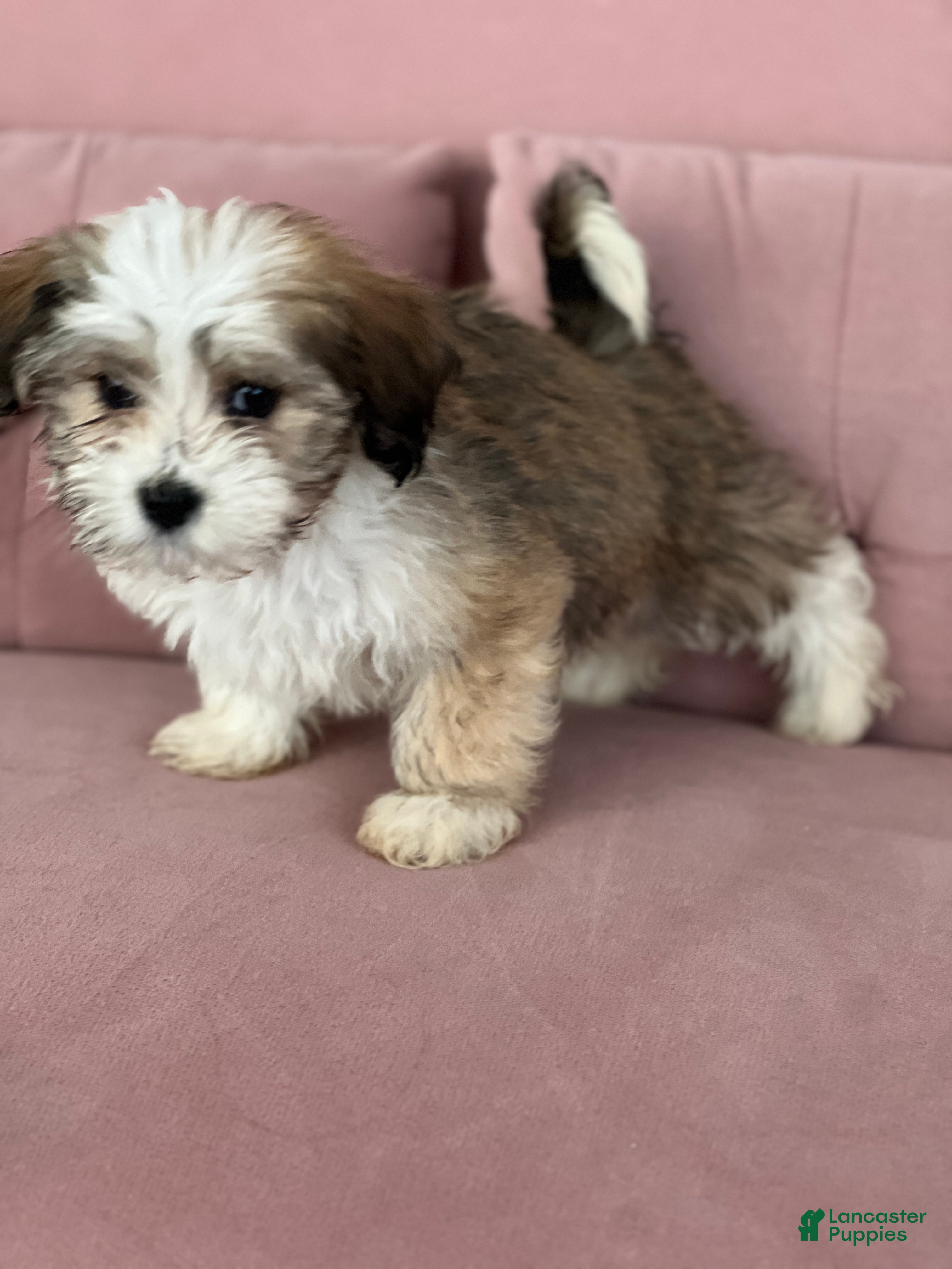 Havanese dogs Simon - Ad 29
