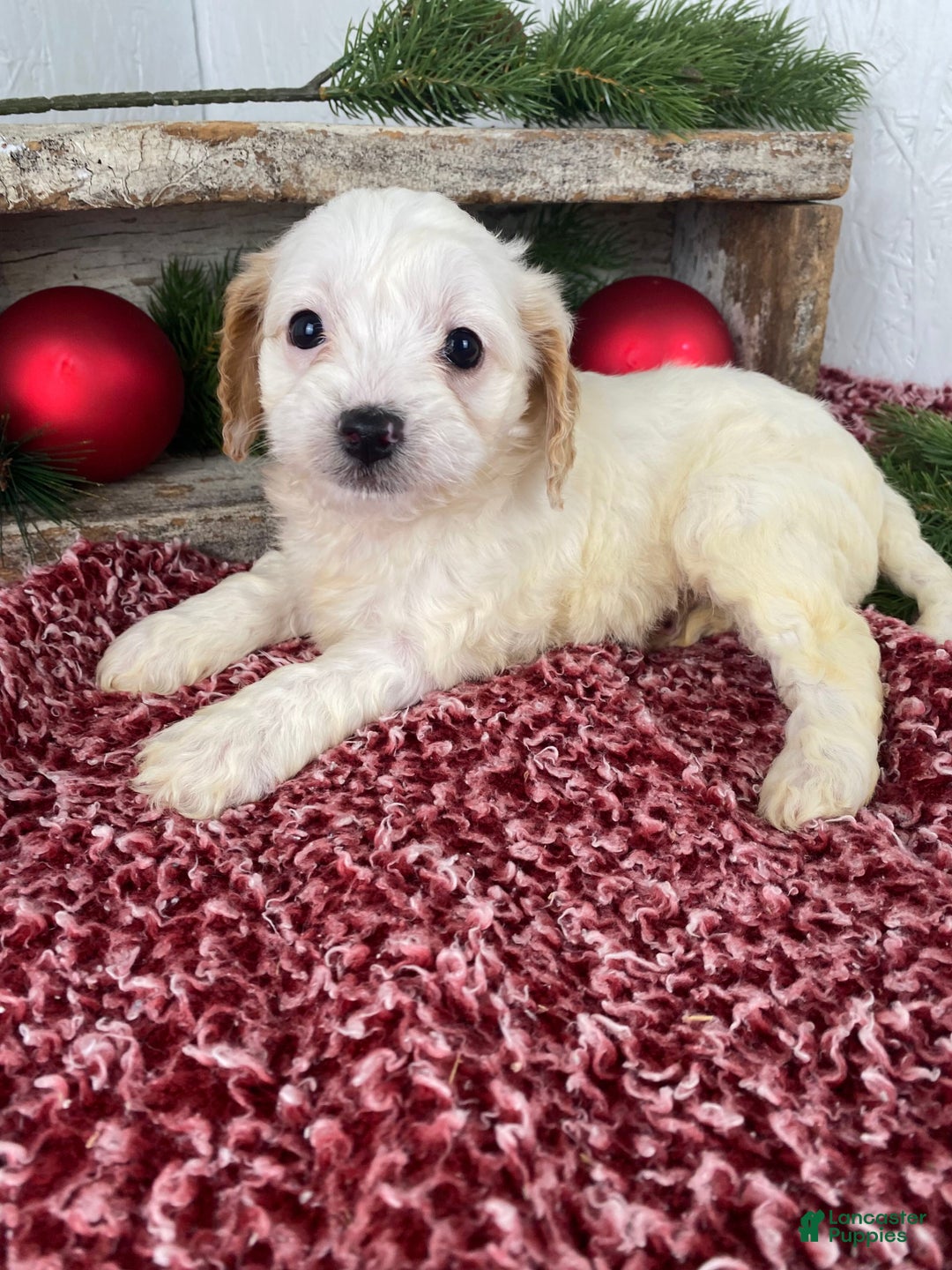 Cockapoo dogs for sale: Chloe - Ad 1