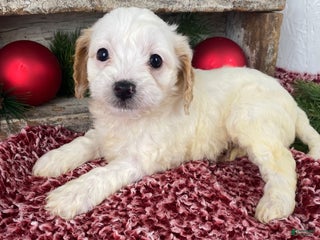 Cockapoo dogs Chloe - Ad 10