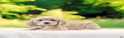 Cocker Spaniel dogs for sale: Tiffany - Ad 3