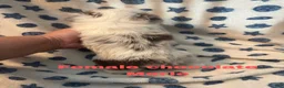 Mixed Breed dogs for sale: Molly - Ad 3