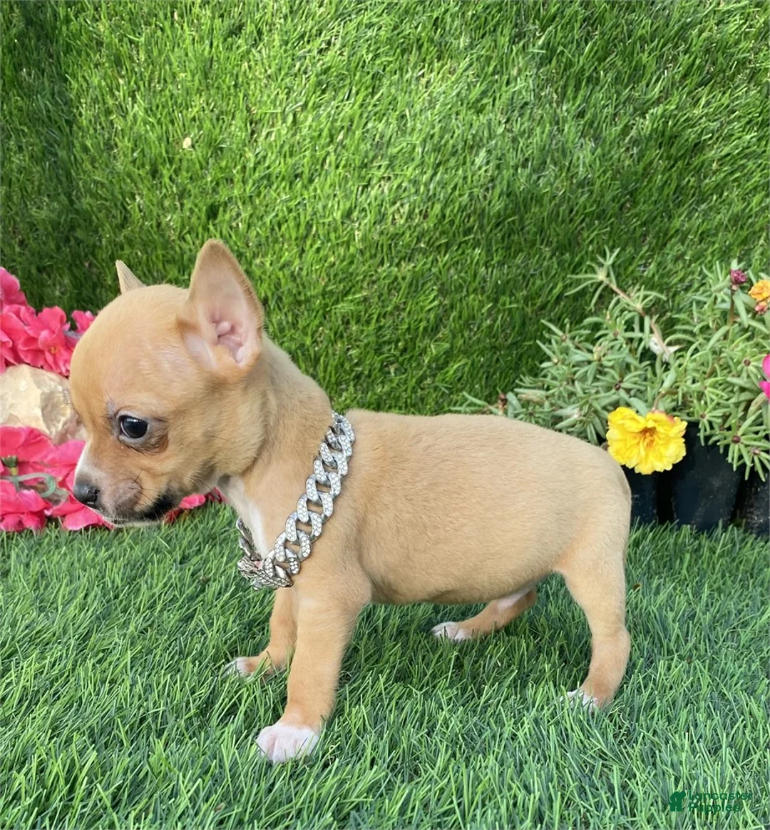 Chihuahua dogs for sale: Chihuahua Puppy 2 - Ad 3