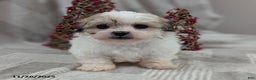 Teddy Bear dogs for sale: Isaiah - Ad 3
