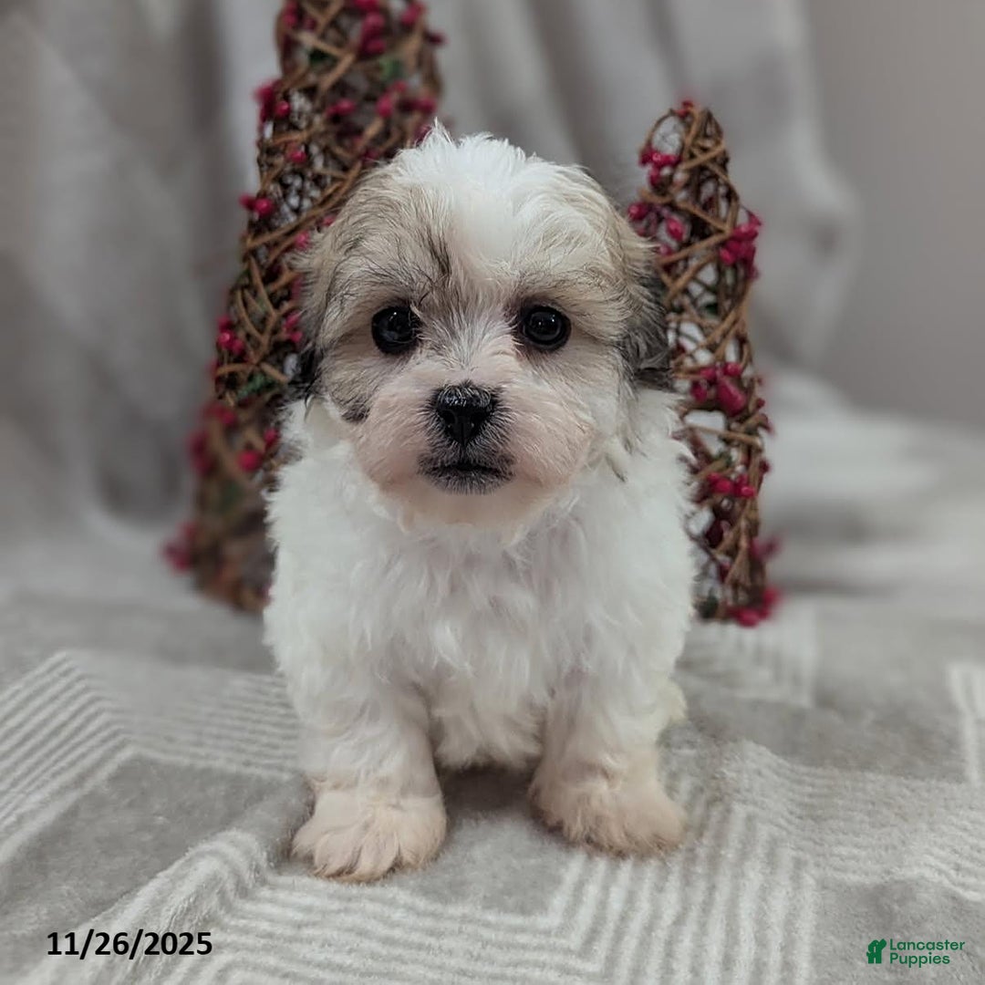 Teddy Bear dogs for sale: Isaiah - Ad 3