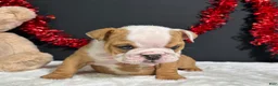 English Bulldog dogs for sale: Violet - Ad 4