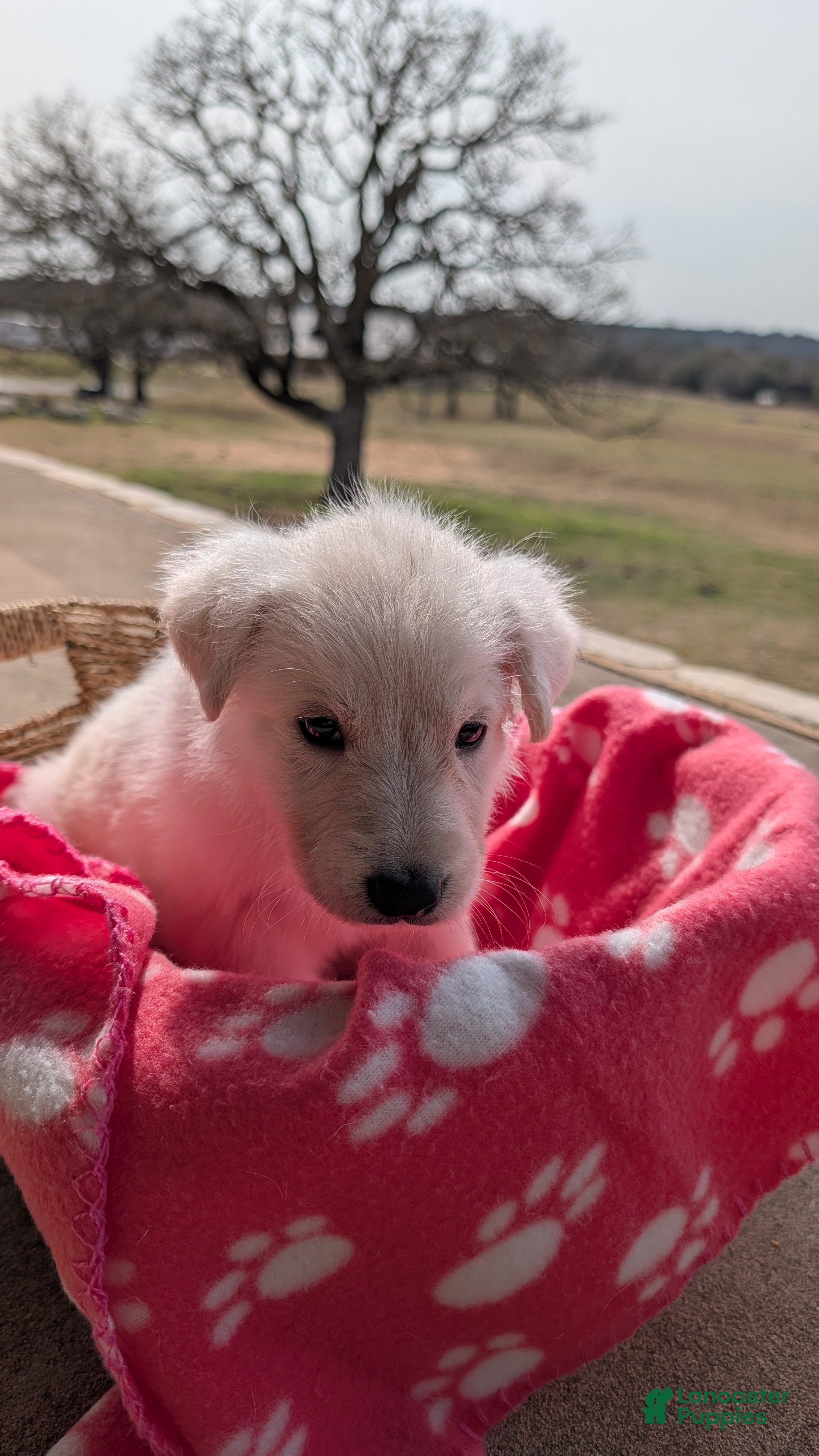 German Shepherd dogs Whitney - Ad 1