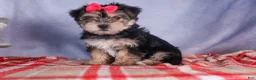 Morkie dogs for sale: Nova - Ad 21