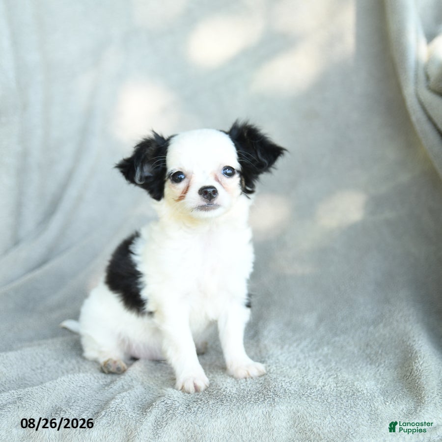 Chihuahua dogs Jigsy - Ad 1