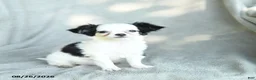 Chihuahua dogs for sale: Jigsy - Ad 1