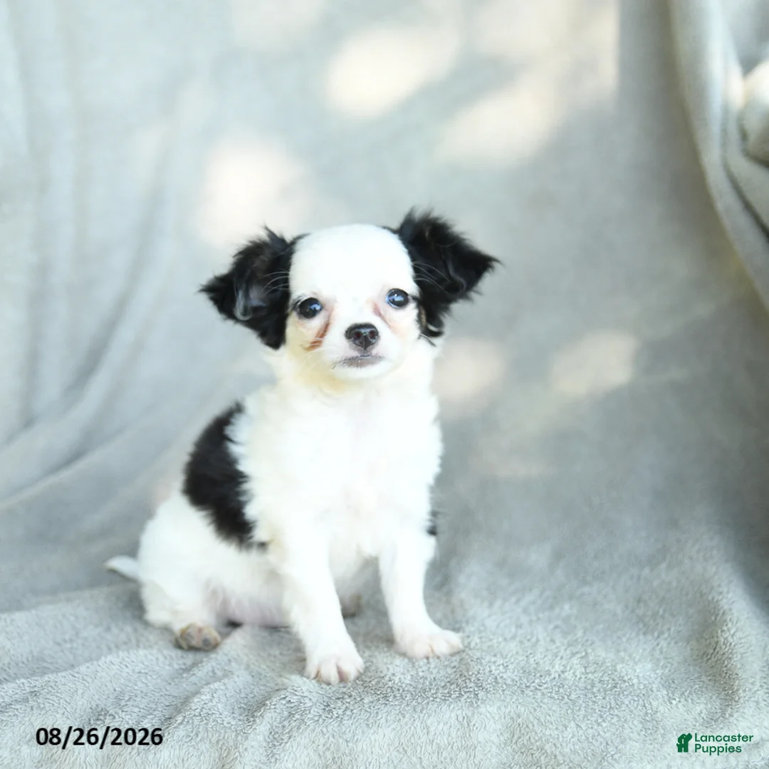 Chihuahua dogs for sale: Jigsy - Ad 1