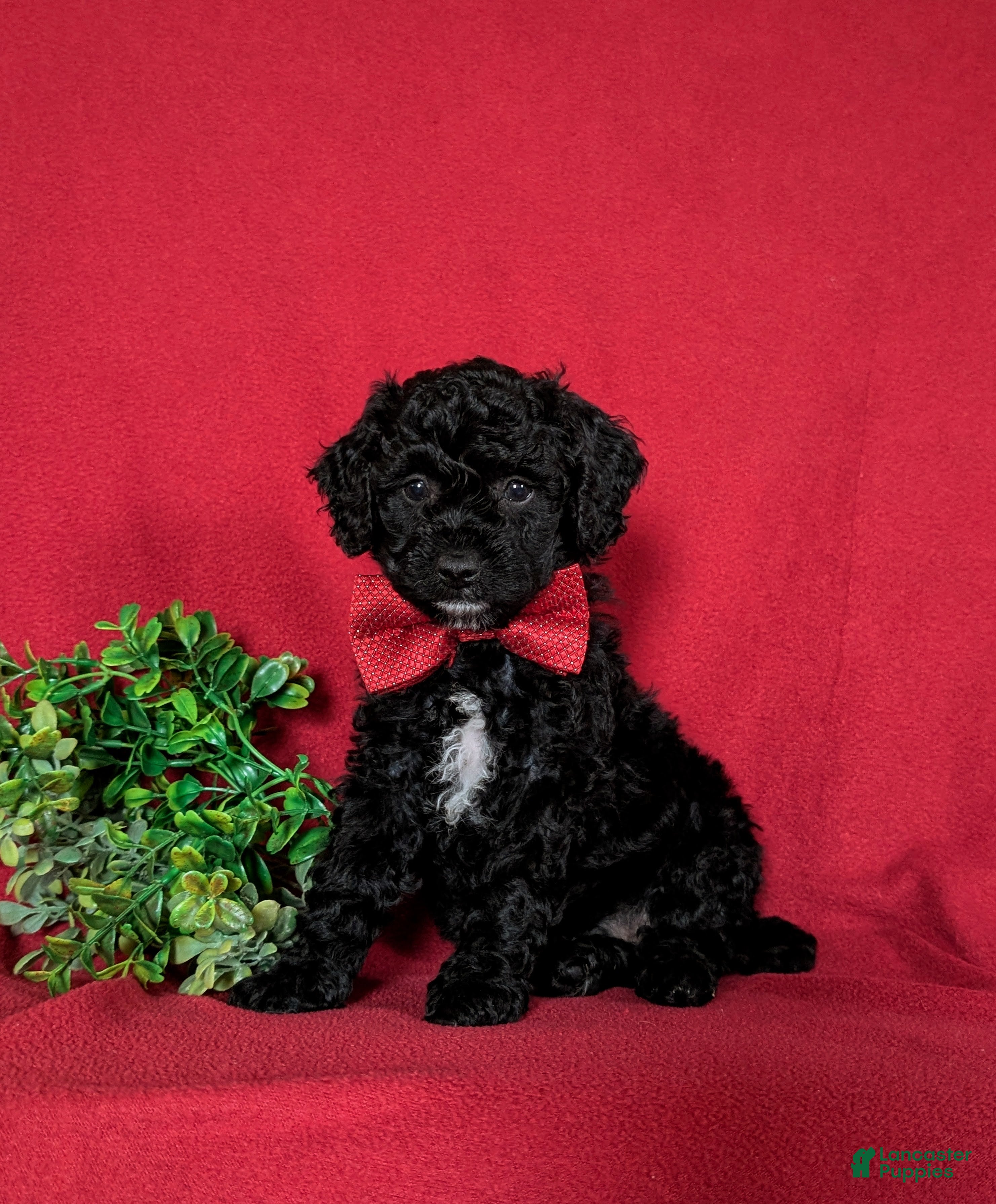 Miniature Poodle dogs for sale: Nolan - Ad 4